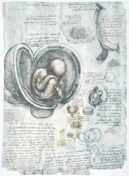 Anatomiestudies